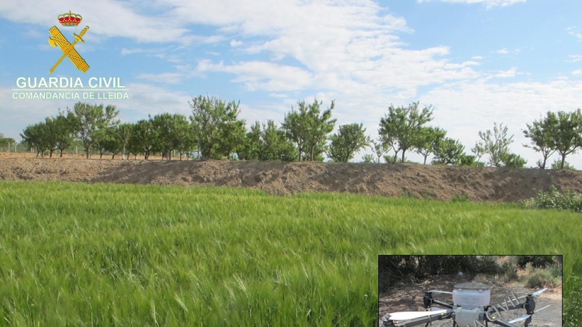 La empresa tarraconense no disponía de autorización para aplicar fitosanitarios mediante drones.