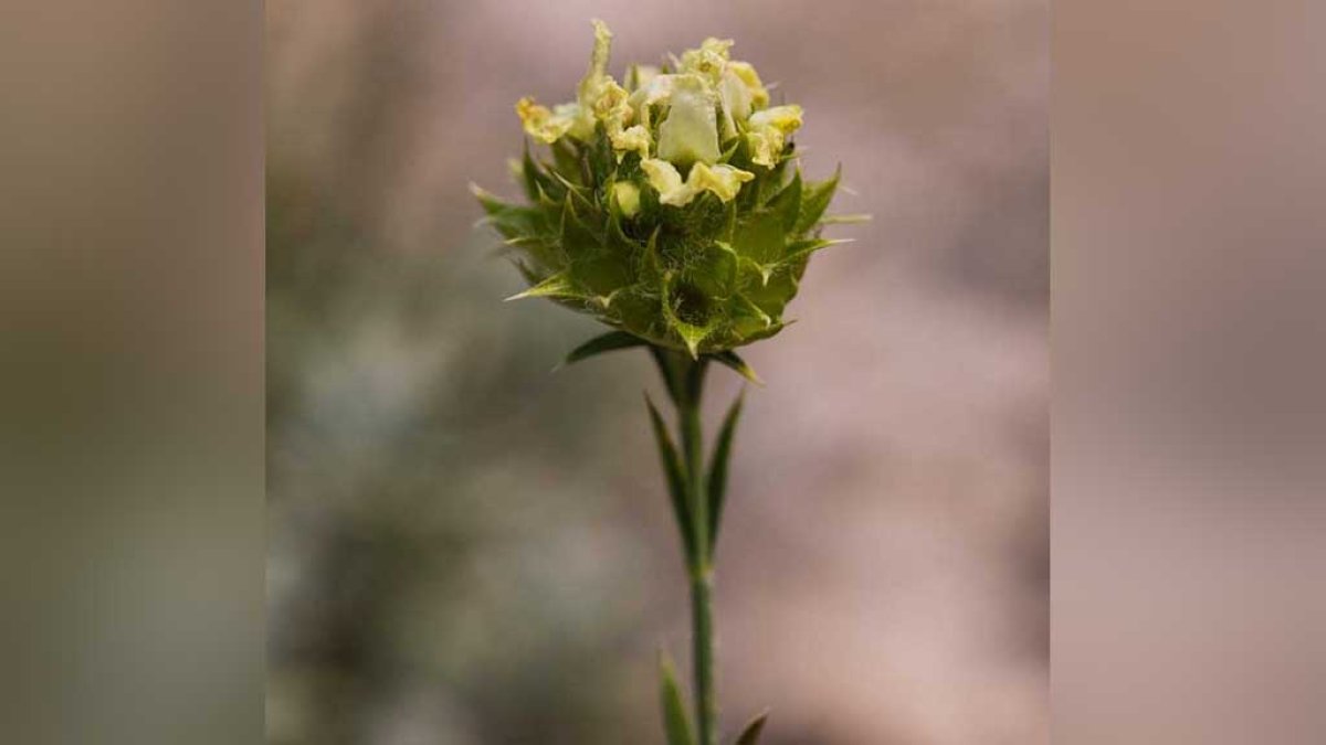 Imatge de la Sideritis royoi, una espècie de menta de muntanya única al món.