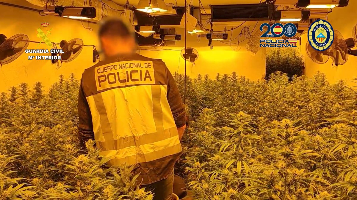 Efectius policials a la plantació localitzada.