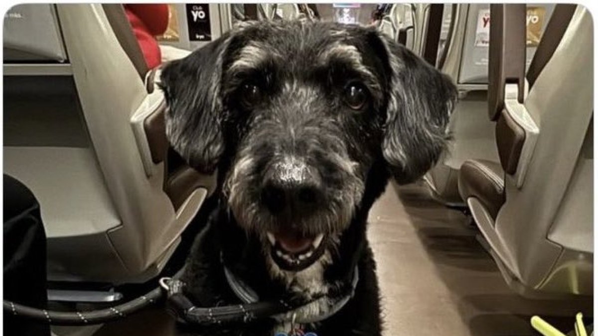 Imatge de Bor difosa per la xarxes socials.