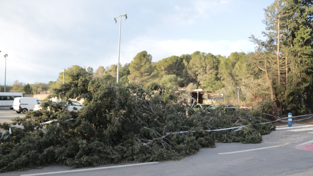 Un arbre caigut pel temporal de vent a Mont-roig del Camp