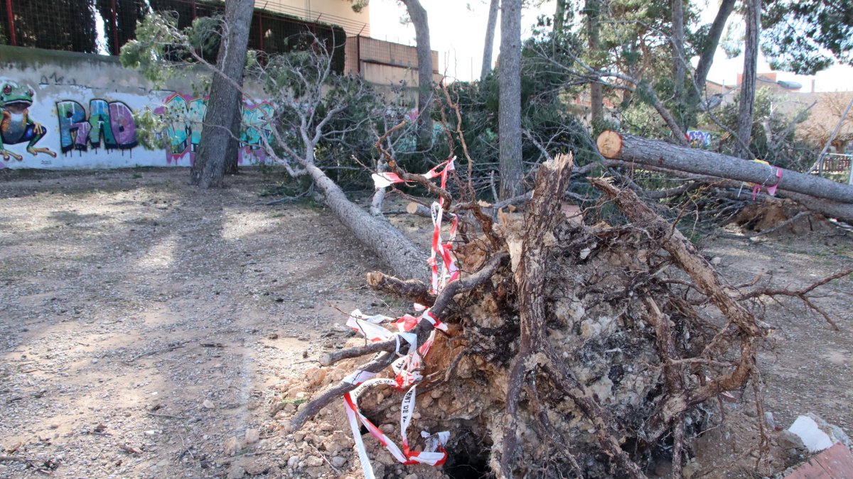 Imatge de pins arrencats pel vent a la plaça dels Pins de Valls