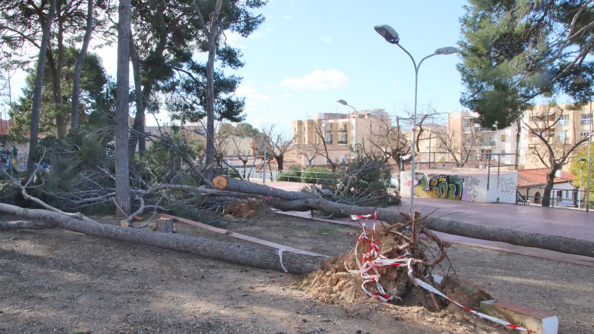 Pinos arrancados por el viento en la plaza de los Pins de Valls