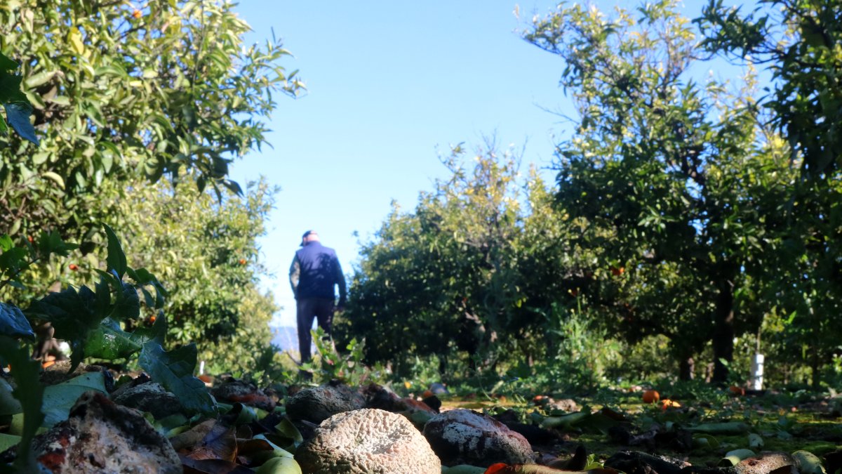 Mandarines fetes malbé al terra de la finca de Ramon Itarte, a Vinaròs