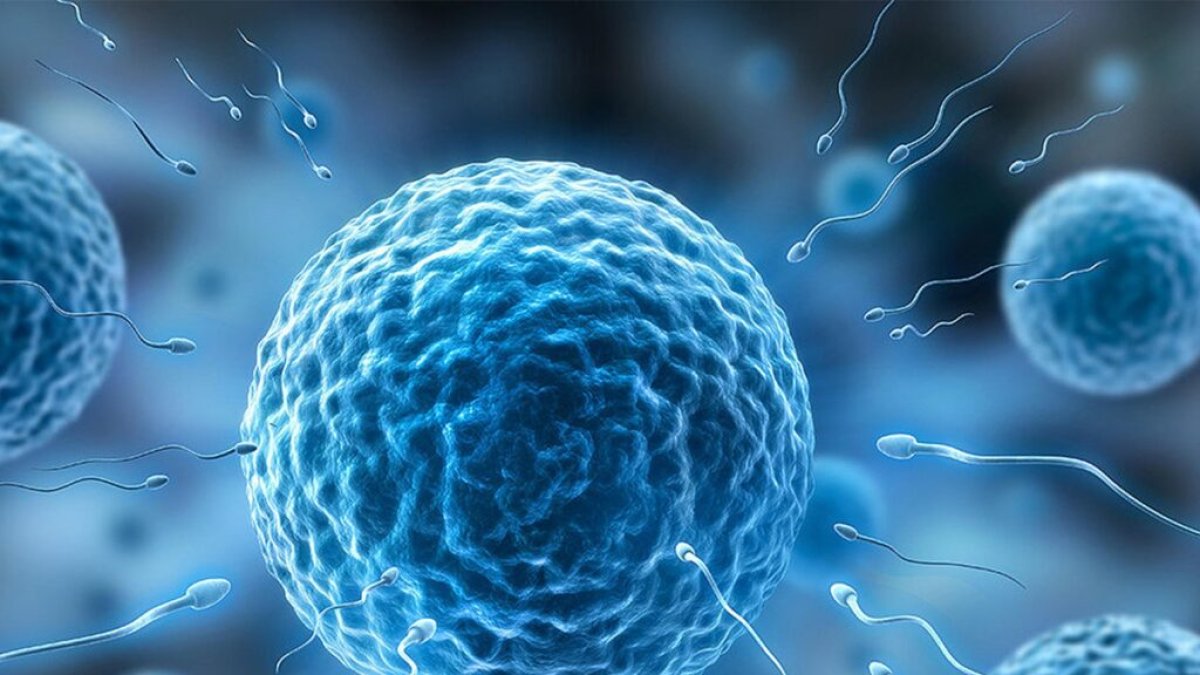 Un estudi de la URV identifica compostos químics en el semen que podrien incidir en la fertilitat masculina