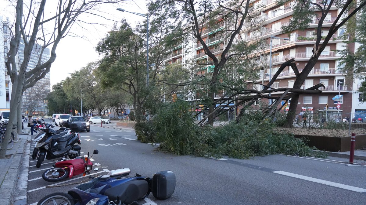Imágenes de un árbol roto y de motos caídas por el impacto del fuerte viento en torno a la estación de Sants de Barcelona.