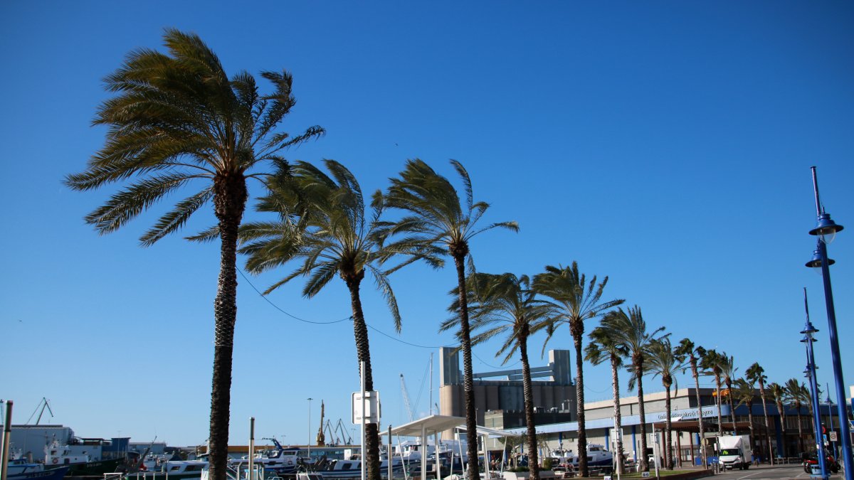 Palmeres mogudes pel vent al barri de Serrallo de Tarragona.