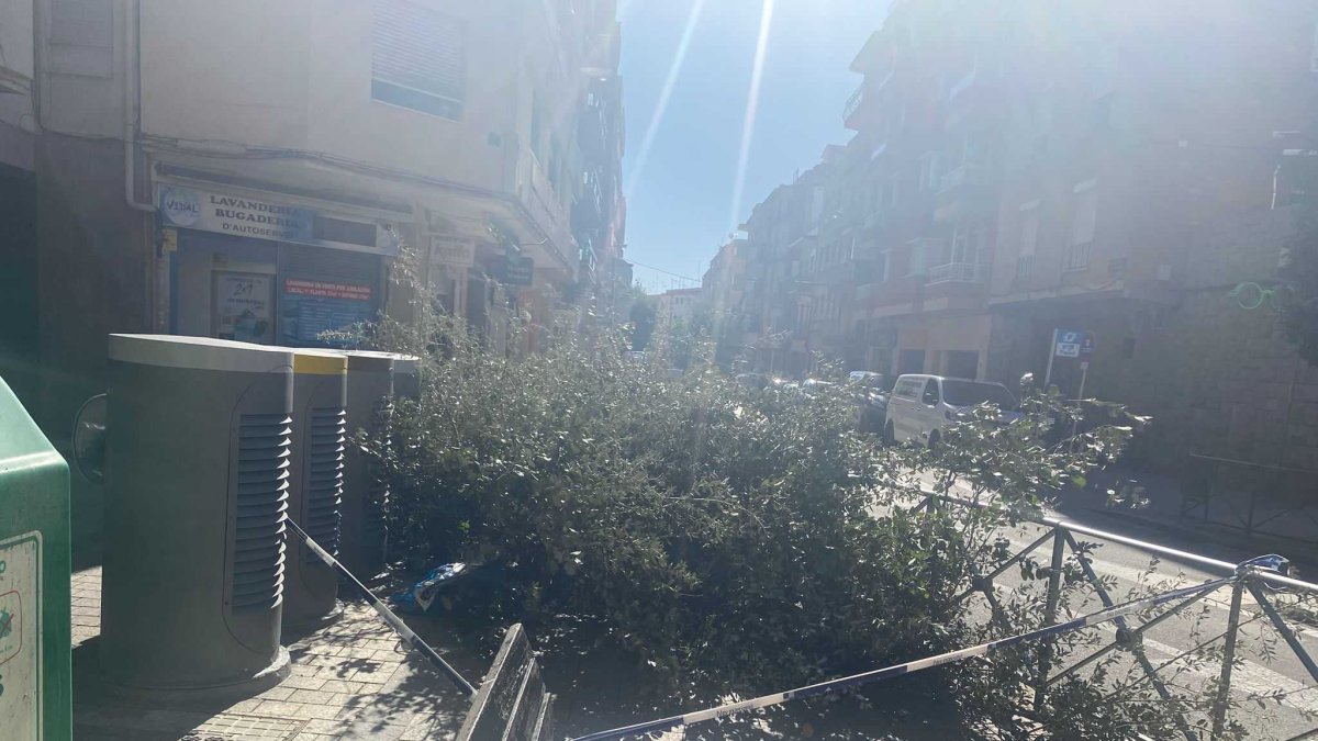 Imagen de un árbol caído en Reus.