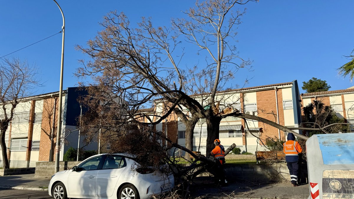 Arbre caigut pel vent damunt d'un cotxe a l'entorn de la plaça Ernest Lluch de Sant Boi de Llobregat.