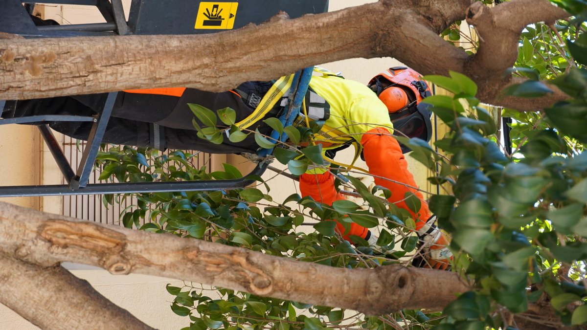 Treballs de poda d'arbrat a Reus