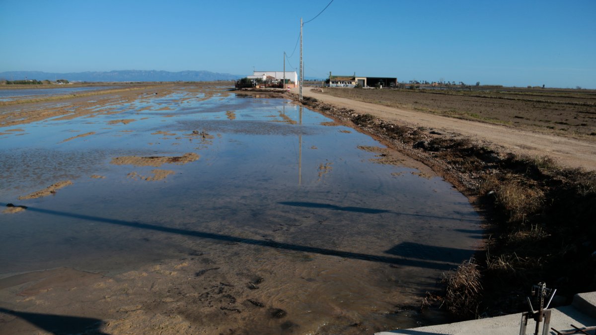 Uno de los arrozales de Deltebre que se ha empezado a inundar en agua dulce para sacar la salinidad después del temporal de viento que inundó los campos con agua salada