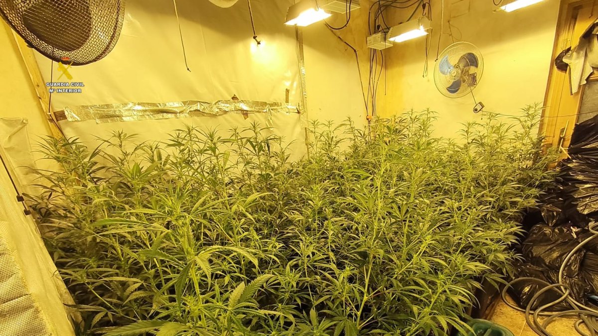 Organització marihuana Baix Penedès