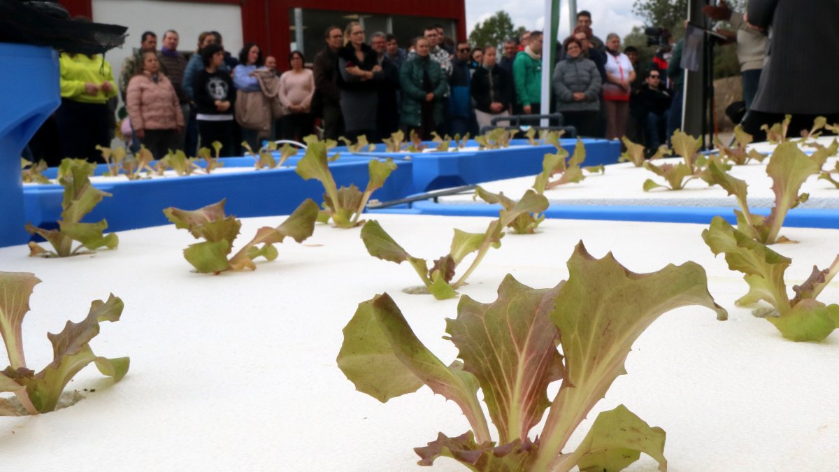 Enciams en creixement produïts amb la unitat portàtil aquapònica de l'IRTA