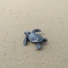 Imatge d'una cria acabada de néixer a la barra del Trabucador.