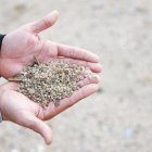 La sorra de la platja de La Pineda amb diversos microplàstics en ella.