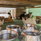 La Protectora d’Animals i Plantes va acollir 75 gats el 2023.