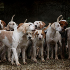 Imagen de varios perros.
