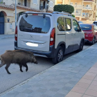 Imatge del porc senglar a Torredembarra.