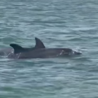 Imatge de dos dels dofins que s'han deixat veure a la Ràpita.