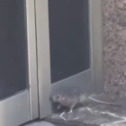 Imatge de la rata passejant per Ramon i Cajal.