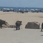 Imagen de los tres jabalíes vistos en el paseo marítimo.