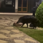 Imatge del porc senglar a Vilafortuny.