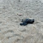 Tortugues careta de la Savinosa.