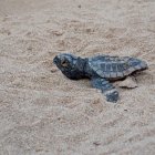 Una de les tortugues nascudes a la Savinosa