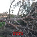 Imatge d'un arbre caigut a causa del vent
