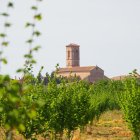 Imagen de viñas con la iglesia de Sant Pere del Rourell de fondo.