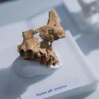 Fragment d'os facial humà descobert per l'IPHES i que seria el més antic d'Europa occidental.