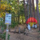 Imagen del bosque pintado de Poblet.