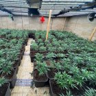 Imatge de la plantació de marihuana desmantellada a Cambrils.