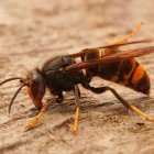 Imagen de una avispa asiática.