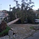 La borrasca Nils ha provocado la caída de árboles en Cataluña.