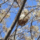 Imagen del nido de avispa asiática detectado en el calle Johann Sebastian Bach de Tarragona.