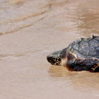 Primer pla d'una de les tortugues endinsant-se al mar, el 31 d'agost del 2016