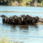 Mandada de toros, de cara, al río Ebro, en la Illa dels Bous.