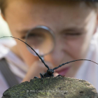 El documental se centra en el insecto la 'Somereta del Montsant', endémico del sur de Cataluña e icono de la conservación.