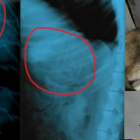 Imatges de les radiografies de l'animal i les agulles que li van extreure.