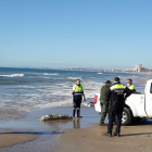 La policia local moment abans de treure el dofí mort de la platja