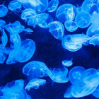 En cas de picadura de medusa,cal rentar la ferida amb aigua salada i aplicar-hi aigua freda.