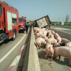 Los Bomberos agrupan los cerdos en la media de la carretera.