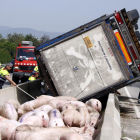 Plano cerrado de decenas de cerdos reunidos entre las vallas de la media de la autovía C-14, en Vila-seca, con el camión que los transportaba, volcado. Imagen del 25 de abril del 2018