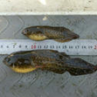 Renacuajos de rana toro encontrados en las lagunas del delta del Ebro.