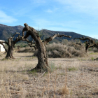 Pla general de la finca d'Ulldecona on l'empresa propietària ha efectuat treballs previs per arrencar i comercialitzar les oliveres centenàries i milenàries. Imatge del 23 de gener de 2018