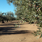 Imatge d'un camp d'oliveres al Montsià.