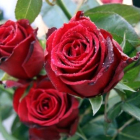 La Festividad de Sant Jordi cae en día laborable, lo que hace mejorar las previsiones de ventas de rosas en un 25%, hasta los 7 millones.