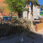 El vent ha fet caure arbres a Tarragona