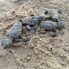 Algunes de les tortugues rescatades a Vilafortuny.